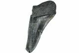 Partial Megalodon Tooth - South Carolina #226767-1